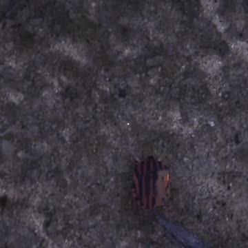 Nope, Don't Like it! Project Castaway