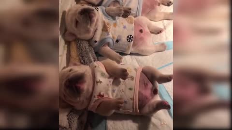 Baby Dogs - Cute and Funny Dog Videos | Aww Animals