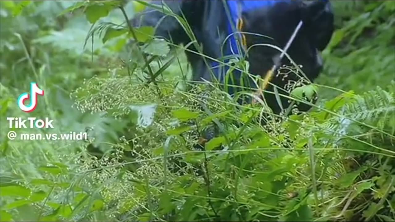 Man vs wild 3