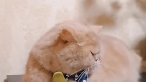 🙏❤️🎉🎉🎉🎊🎊🎊️SWEET AND FUNNY ANIMALS SHOTS 🙏❤️❤️🎉🎉🎉🎊🎊🎊
