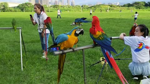 Parrot in the garden and the atmosphere is beautiful