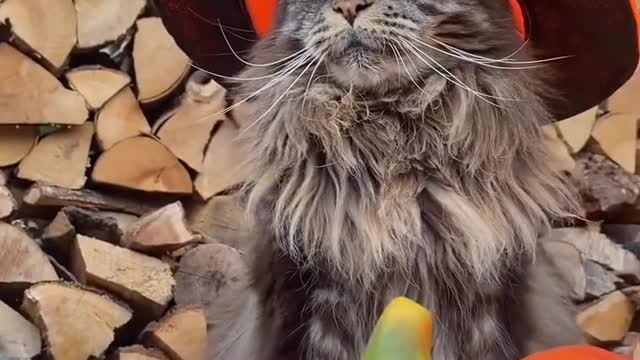 โKing of Pumpkins ๐ธ๐โ