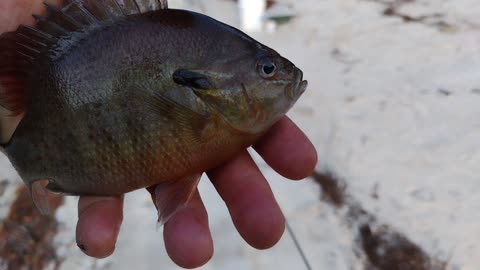 Waclaw River Bank fishing December