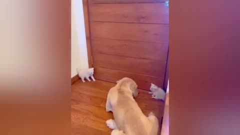 Funny video of dog and cat😍🐾🐶🐈‍⬛🤣#cat#dog