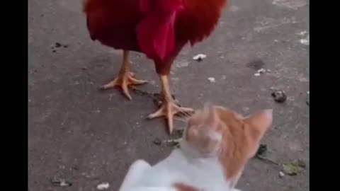 the cat is killing the chicken