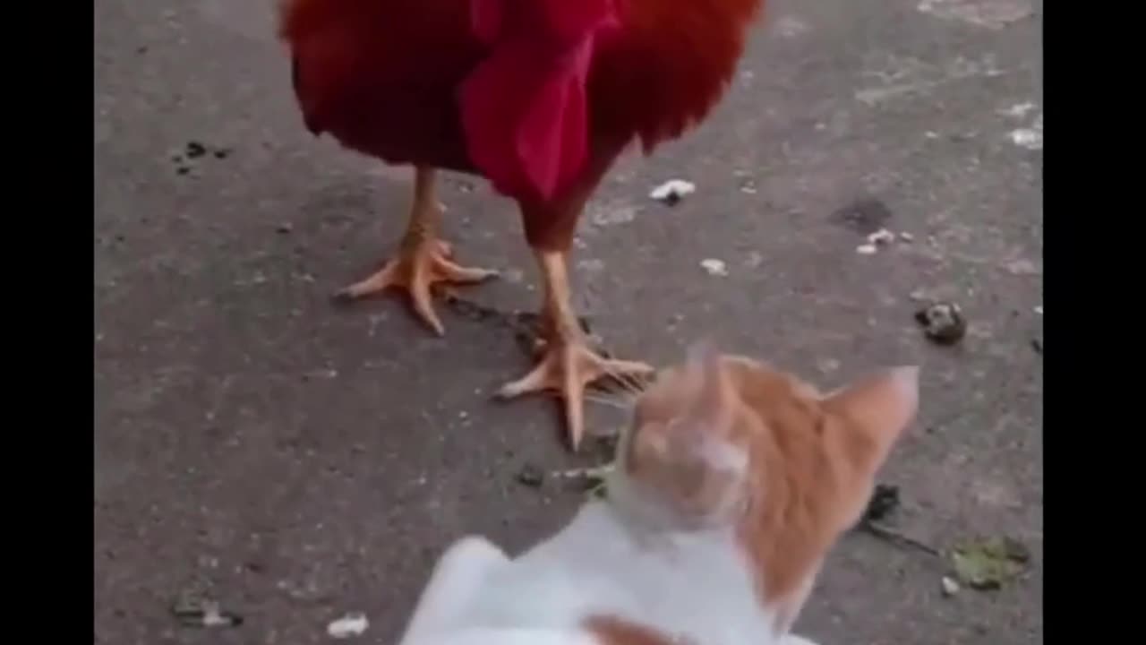 the cat is killing the chicken