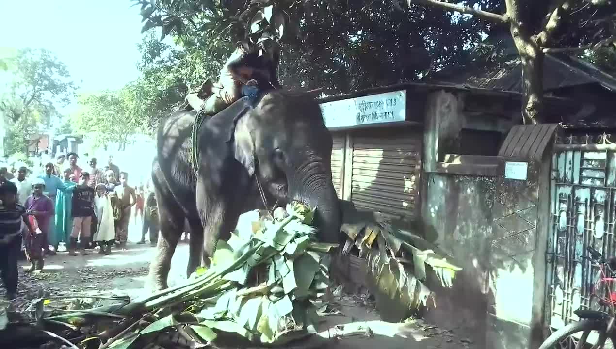 Elephant Video Funny Elephant