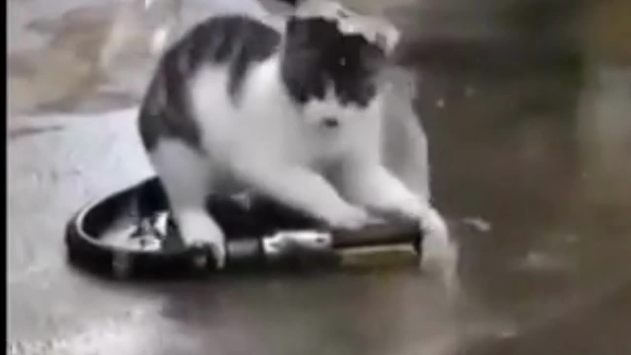 Funny Cat | Funny animals compilation