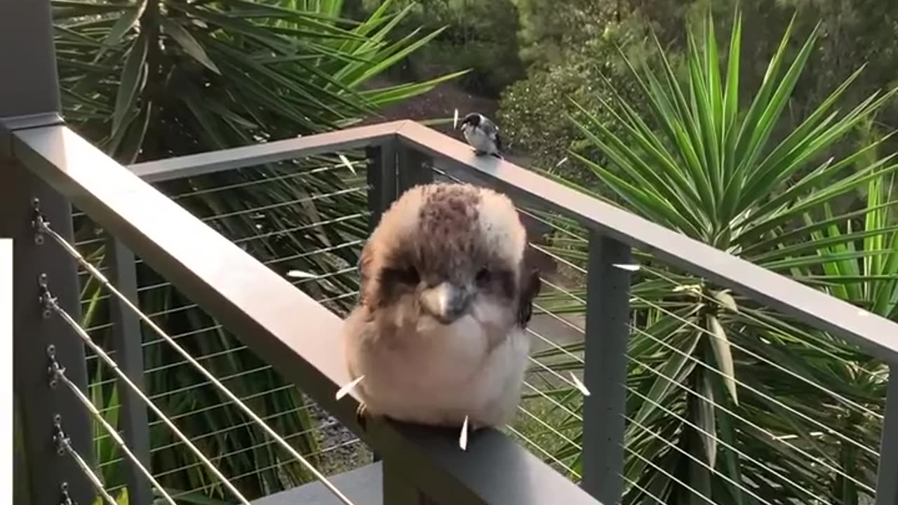 Cute Baby Kookaburras Laugh #shorts #shortsvideo #video #viral