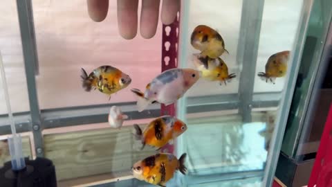 My Backyard Ranchu Goldfish Farm