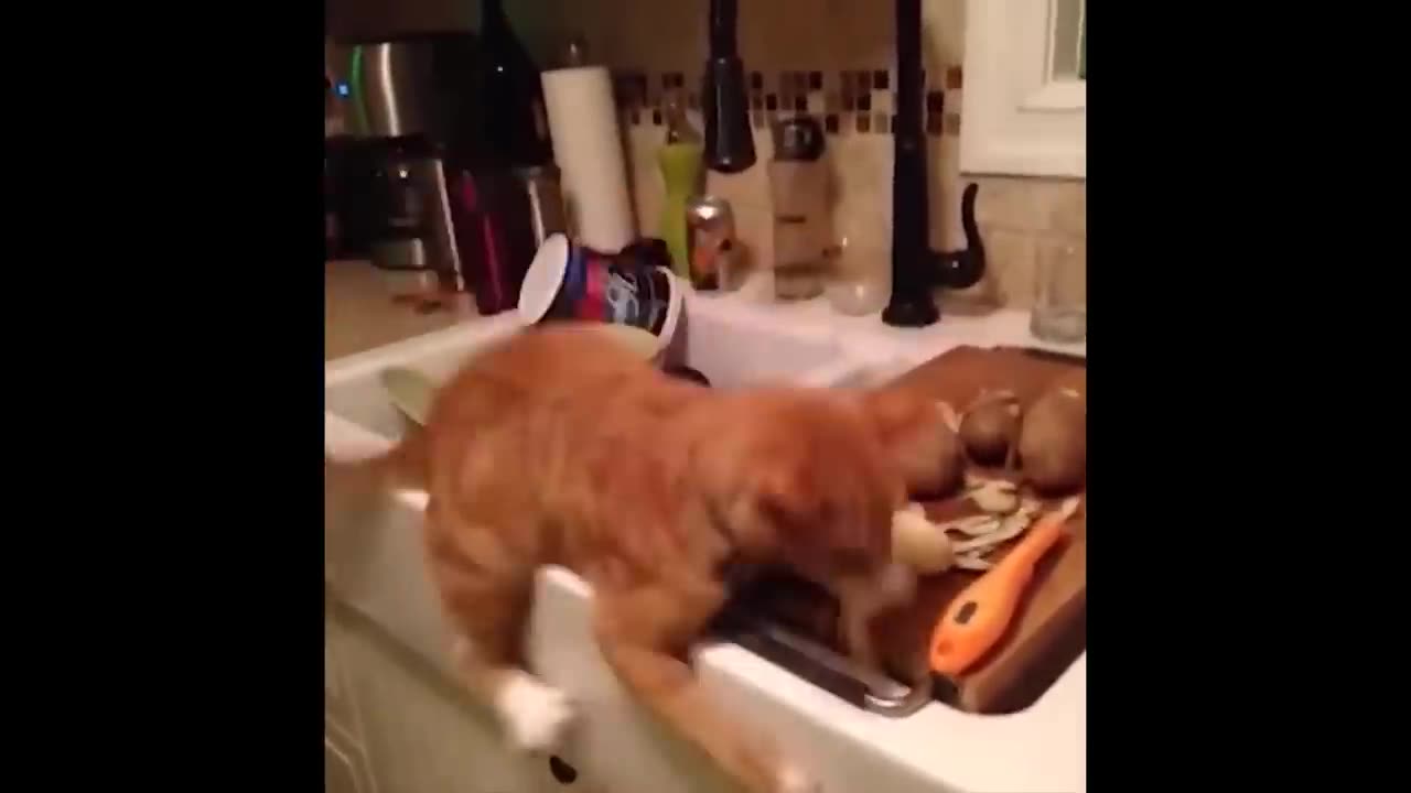 Funny cats