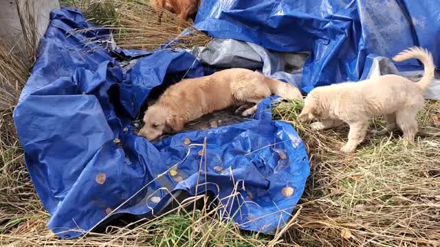 Golden Retriever uses a tarp as a bath