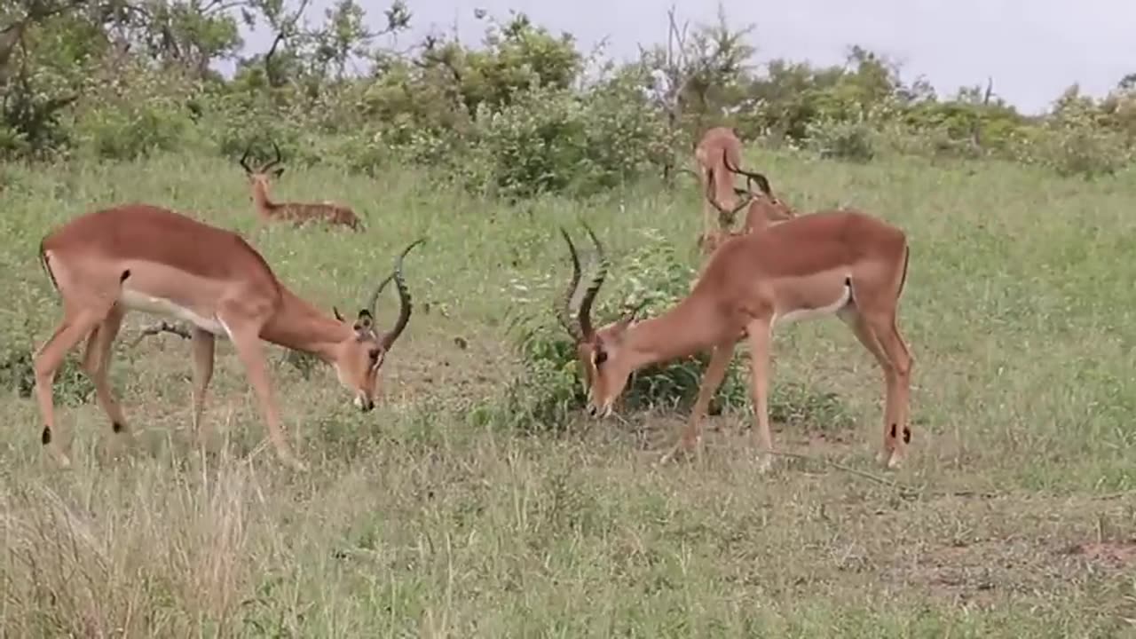 Impala Rams Fighting Animal Videos