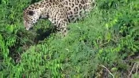 look at leopard how hunt a corcodile