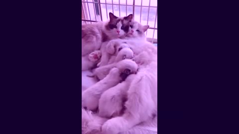 Funniest Animals 04