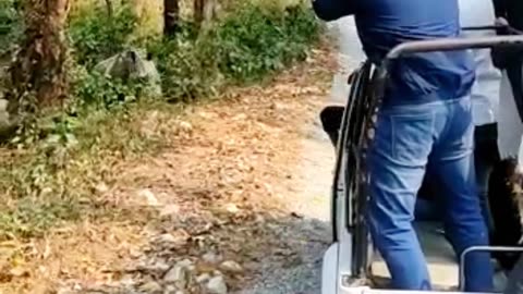 Rhino attack at Jaldapara national park .