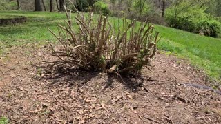 Butterfly Bush Finally Pruned after 20 years (Buddleia)
