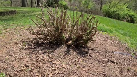 Butterfly Bush Finally Pruned after 20 years (Buddleia)