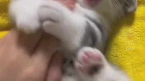 Purrfectly Hilarious: The Funniest Cat Videos on Rumble
