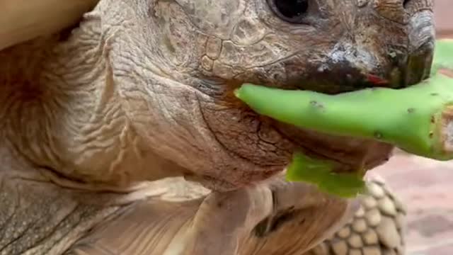 Nom nom nom 🐢✨💕 happy Thursday