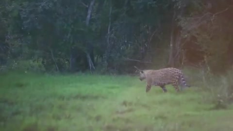 Jaguar attacks capybara