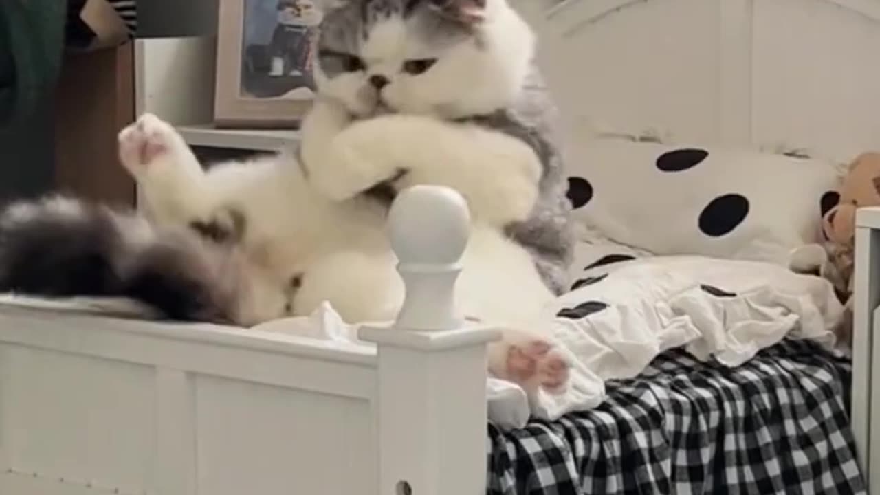 cute cats