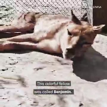 The Extinct Tasmanian Tiger