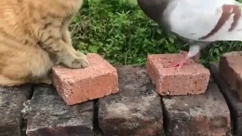 Funny cats and dogs