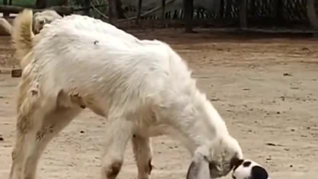 The cute puppy is trying but the goat is much bigger