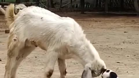 The cute puppy is trying but the goat is much bigger