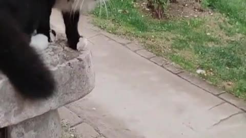 Cat video cut cat video Dehati cat