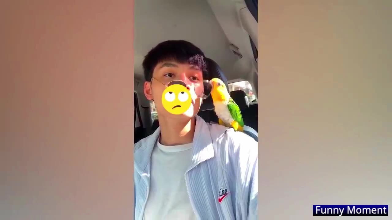 Parrot Men handind Daceing video.