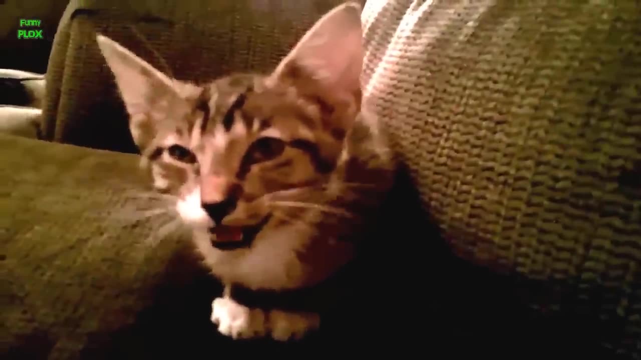 Cats Funny Videos