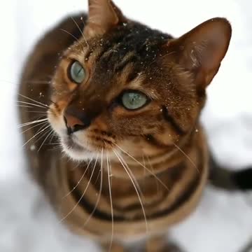 Magic of the first snowfall ❄️
