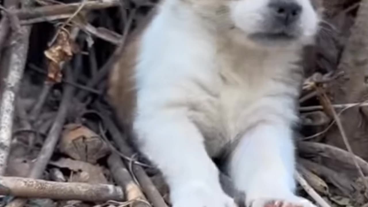 Puppy trained to take care of ducklings