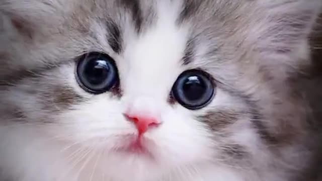 cat with cute face