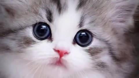 cat with cute face