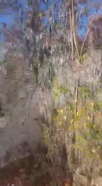 Were these trees attacked by something?