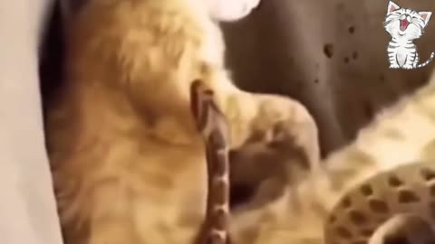 Cat vs snake