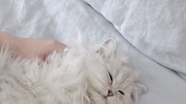 Cat pretends to sleep to avoid taking pills.
