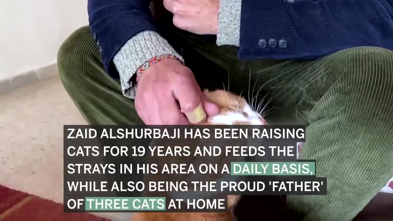 Puppies, kittens and a pilot _ It's not all bad news