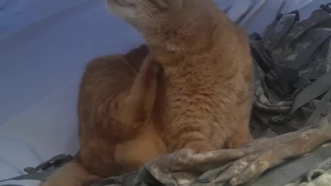 Lion showers