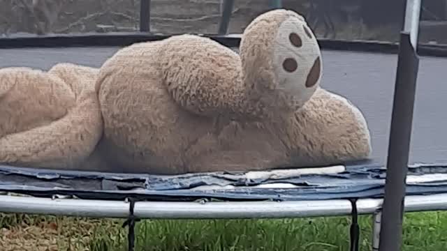 Mr. Bear on the Trampoline