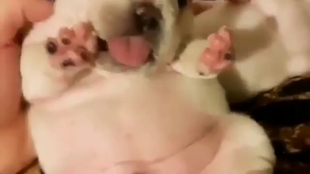 Cute Dog