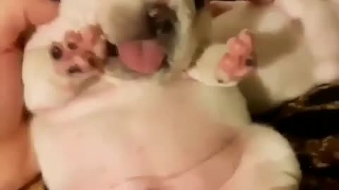 Cute Dog