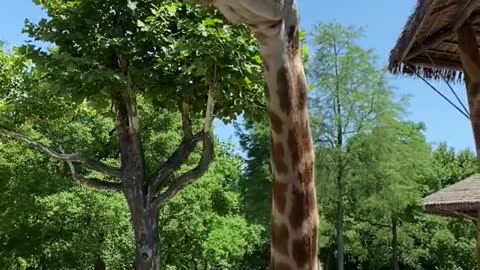 Can you use tall to describe the giraffe