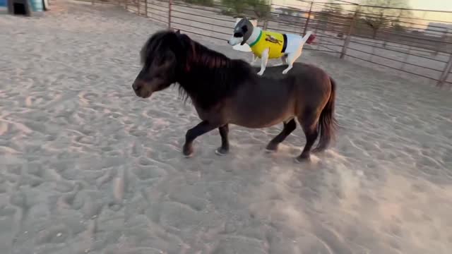 Hilarious Animal video