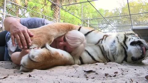 The talented felines and their trainers from Ukraine impress on the AGT stage.