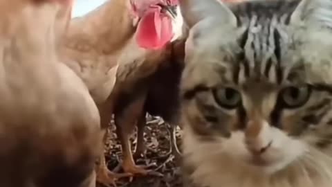 funny cat clips that WILL make you laugh