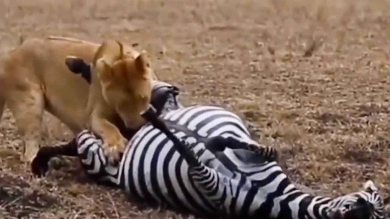 Lioness eating zebra alive